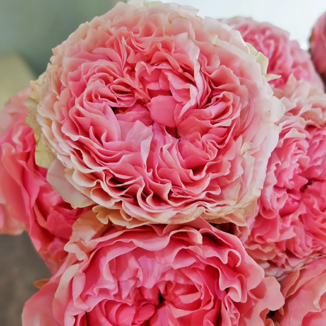 Victorian Kiss Rose