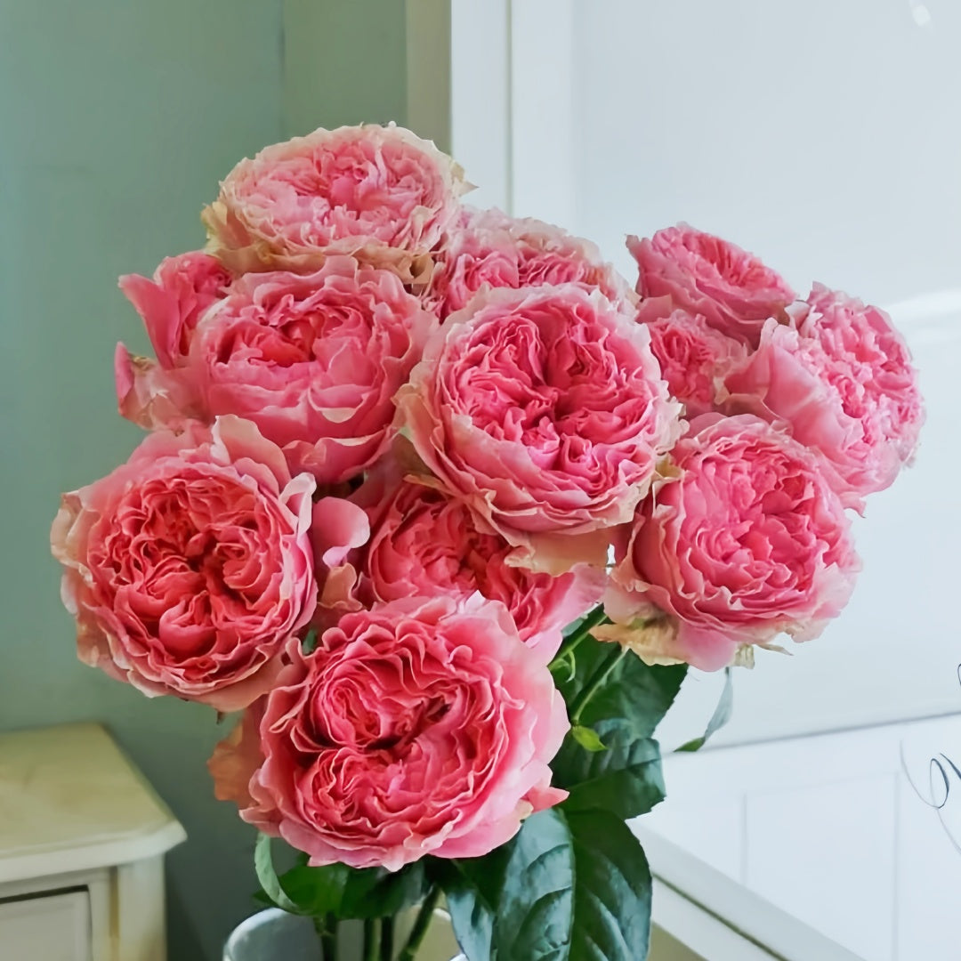Victorian Kiss Rose