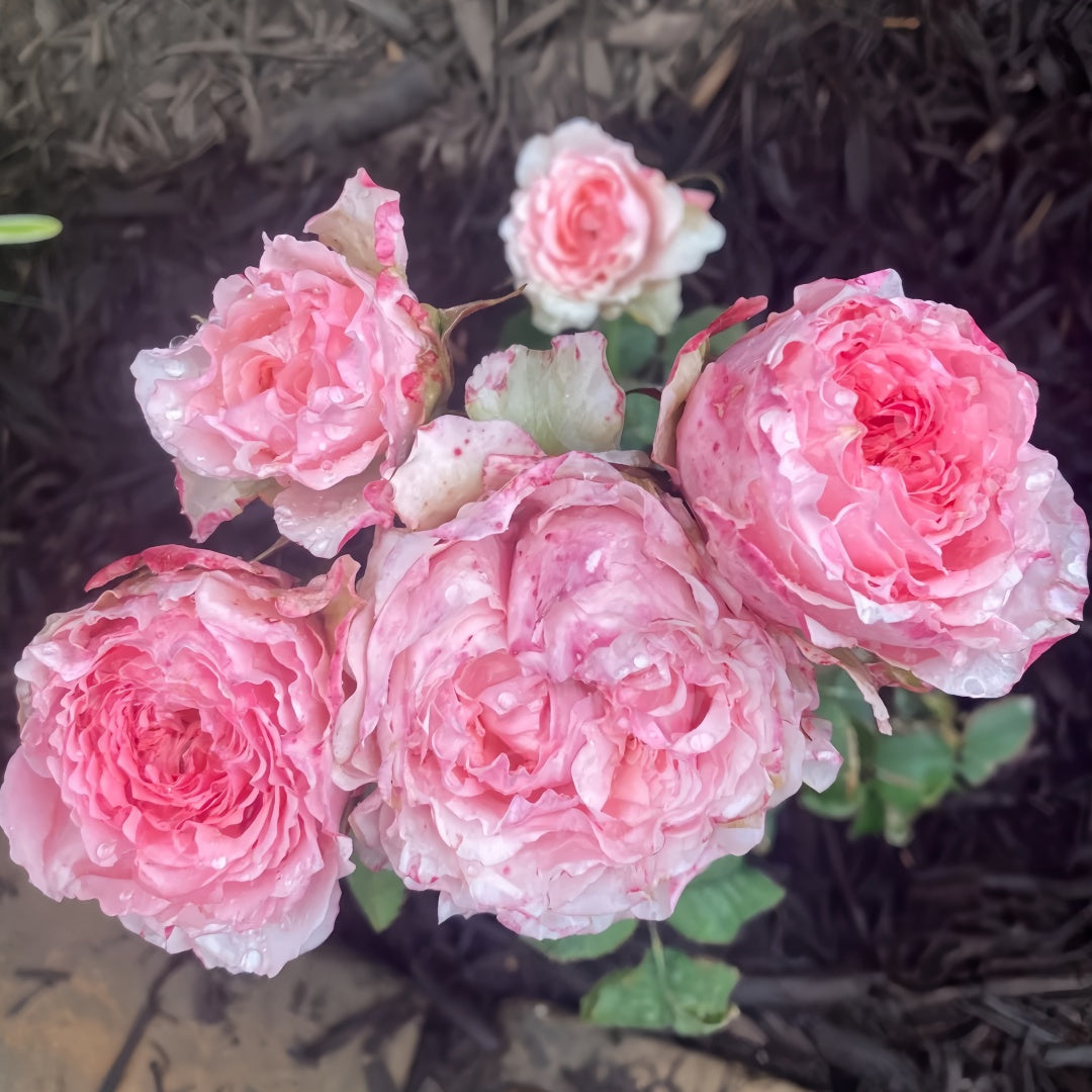 Victorian Kiss Rose
