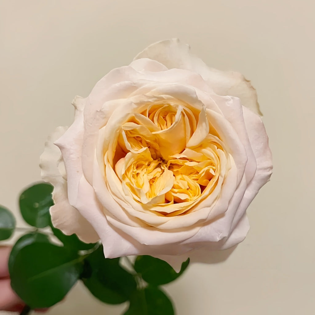 Victorian Peach Rose-维多利亚蜜桃｜Netherlands Cut Rose – Ergongzy