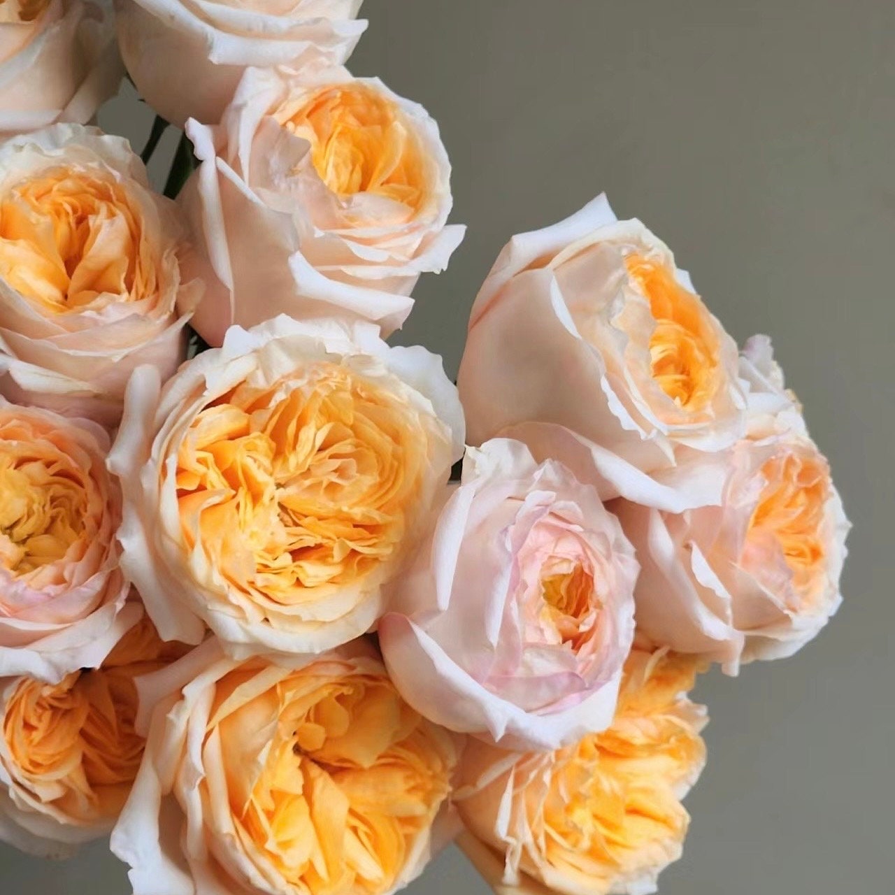 お洒落な主婦 ドラゴン R1 OTG LIGHTROSE ROSE Cut Roses – Page 9 – Ergongzy Roses