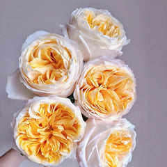 Victorian Peach Rose-维多利亚蜜桃｜Netherlands Cut Rose – Ergongzy