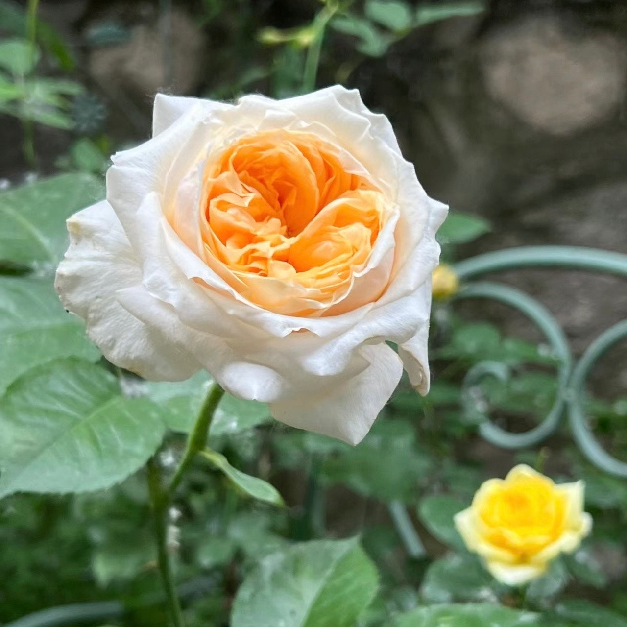 Victorian Peach Rose