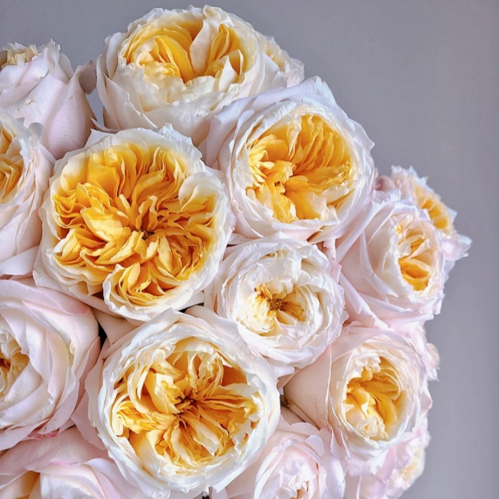 Victorian Peach Rose