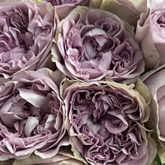 Villa Lila Rose