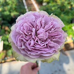 Villa Lila Rose
