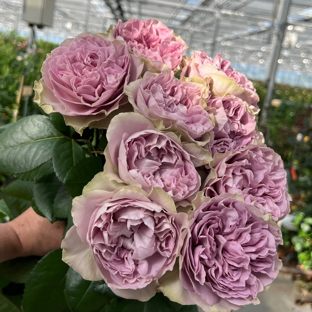 Villa Lila Rose