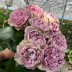Villa Lila Rose