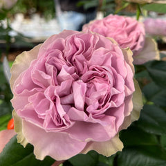 Villa Lila Rose