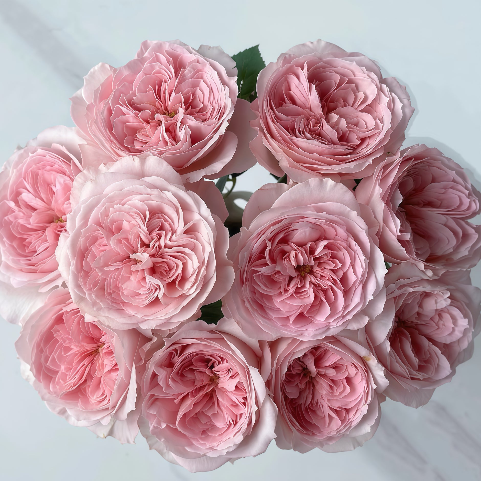 ローズ様 Chinese Roses – Page 3 – Ergongzy Roses