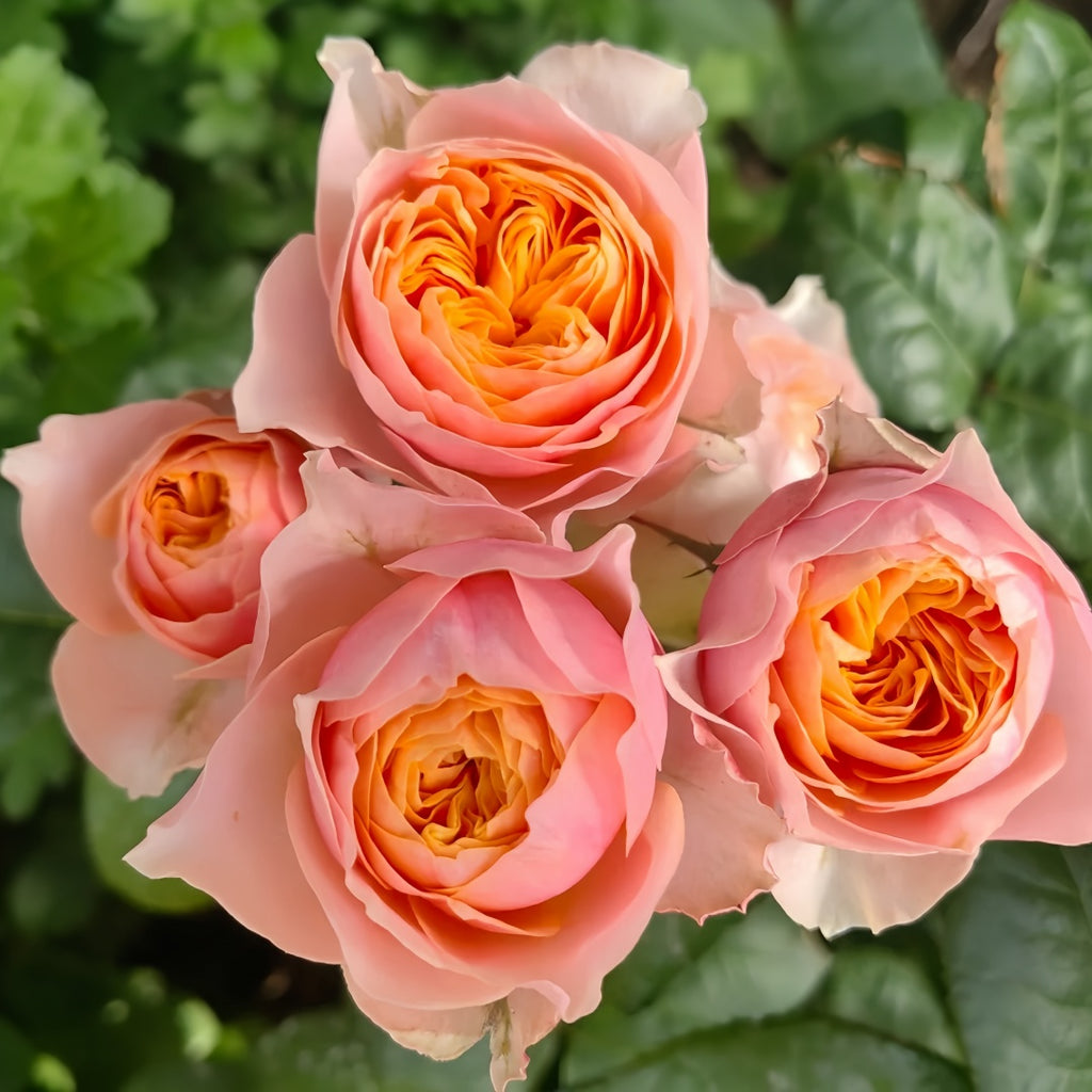Vuvuzela Rose – 温柔珊瑚心|Bicolor Garden & Cut Flower with Coral Pink Rose ...