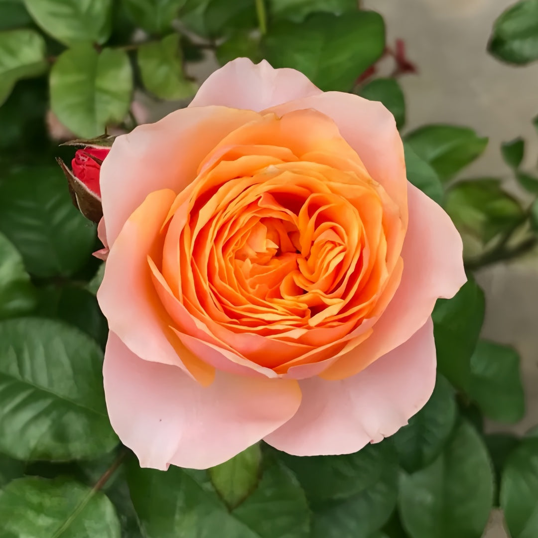 Vuvuzela Rose