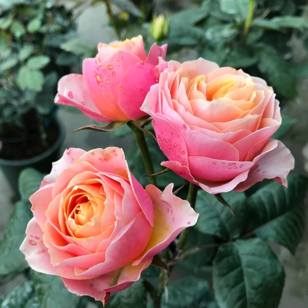 Vuvuzela Rose