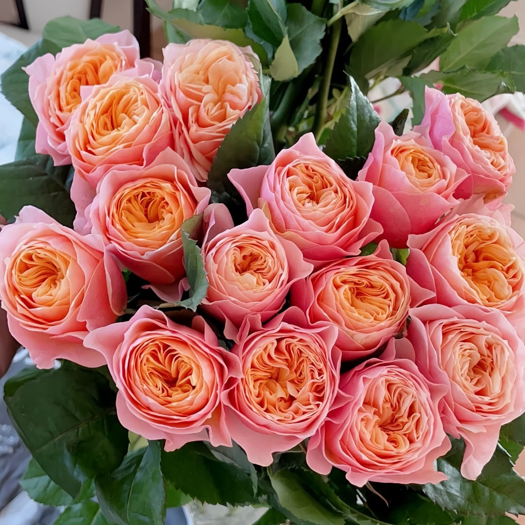 Vuvuzela Rose