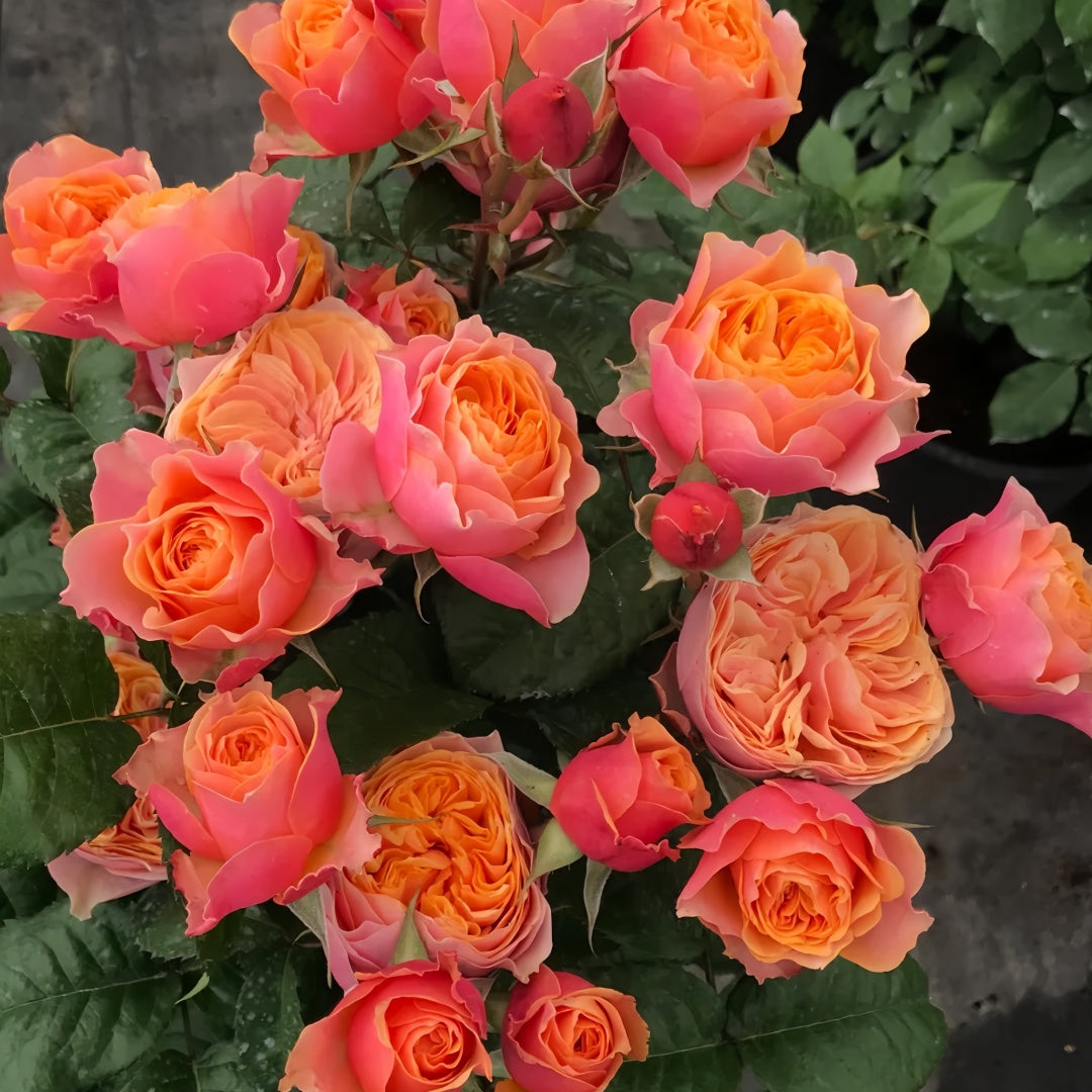 Vuvuzela Rose