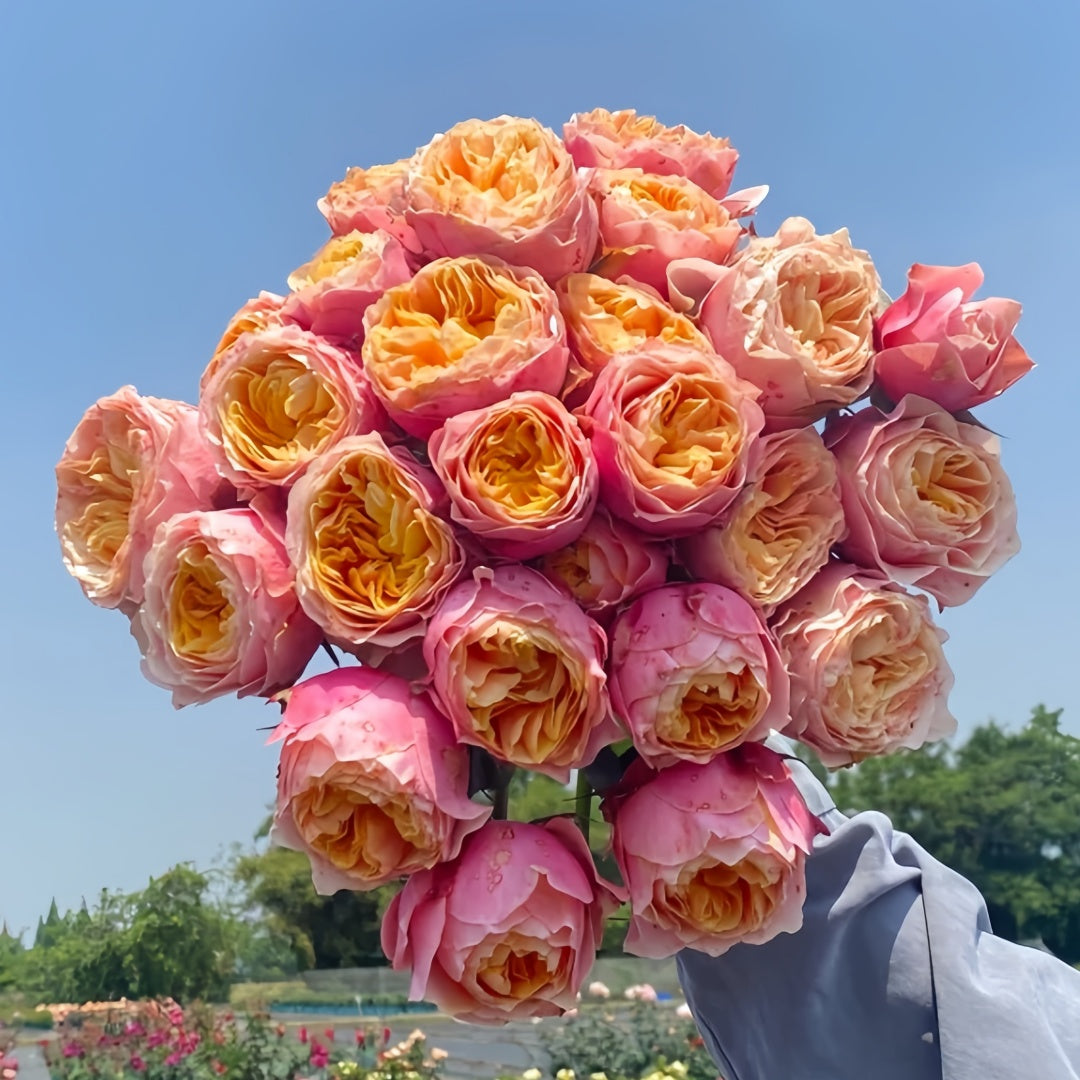 Vuvuzela Rose