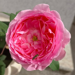 Wanshan Rose