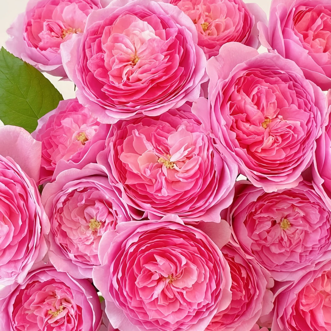 Wanshan Rose