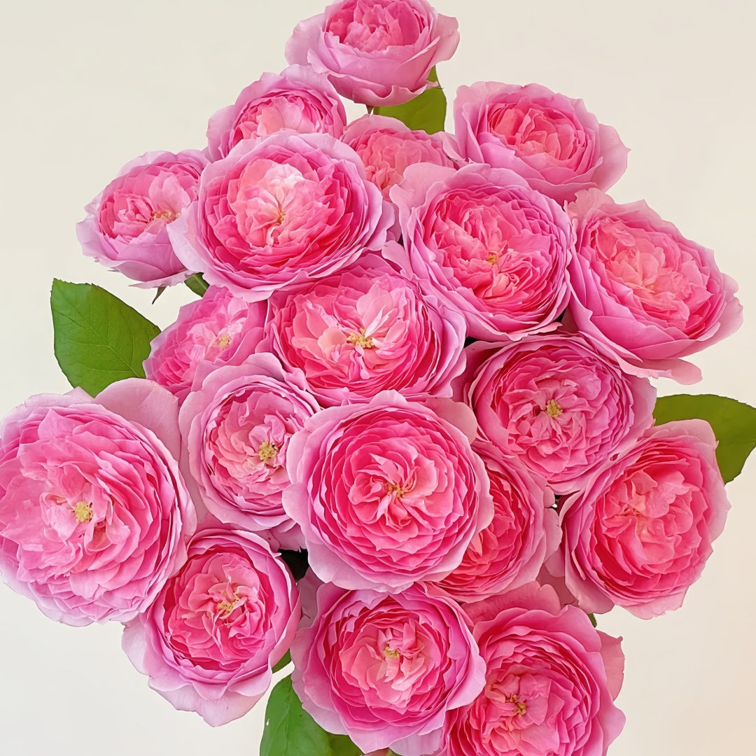 Wanshan Rose