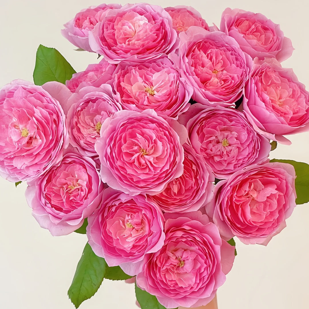 Wanshan Rose