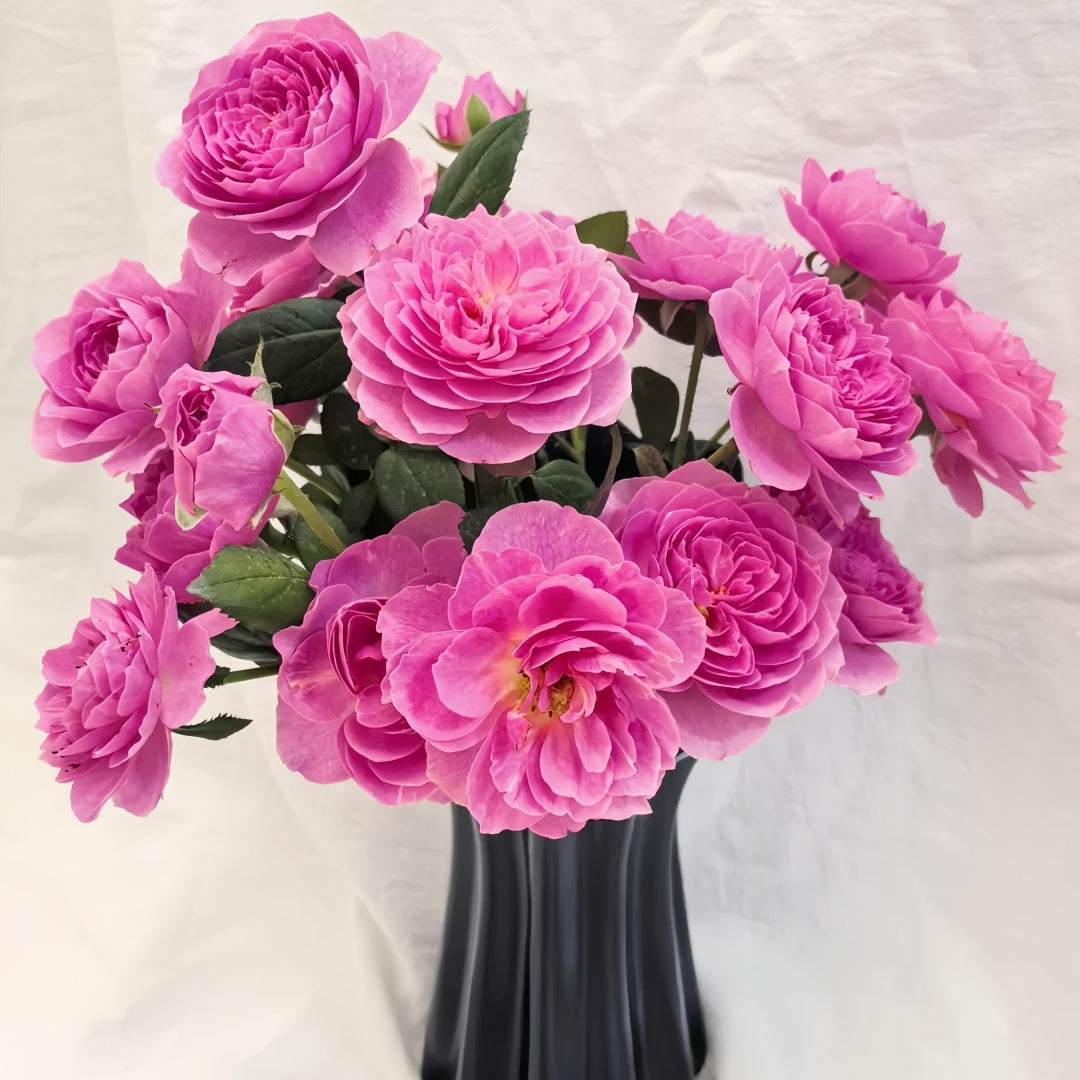 Wanshan Rose