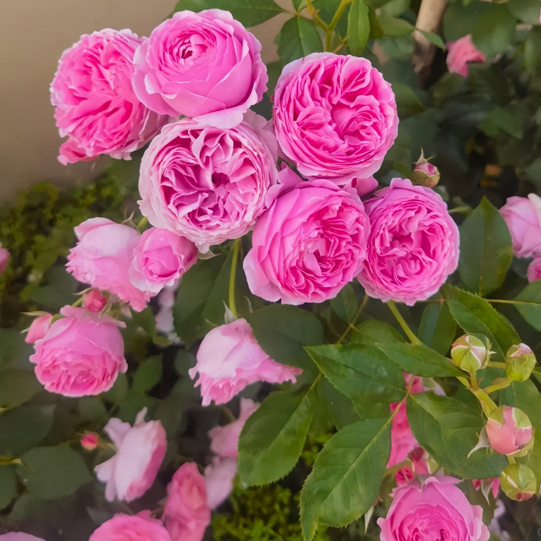 Wanshan Rose