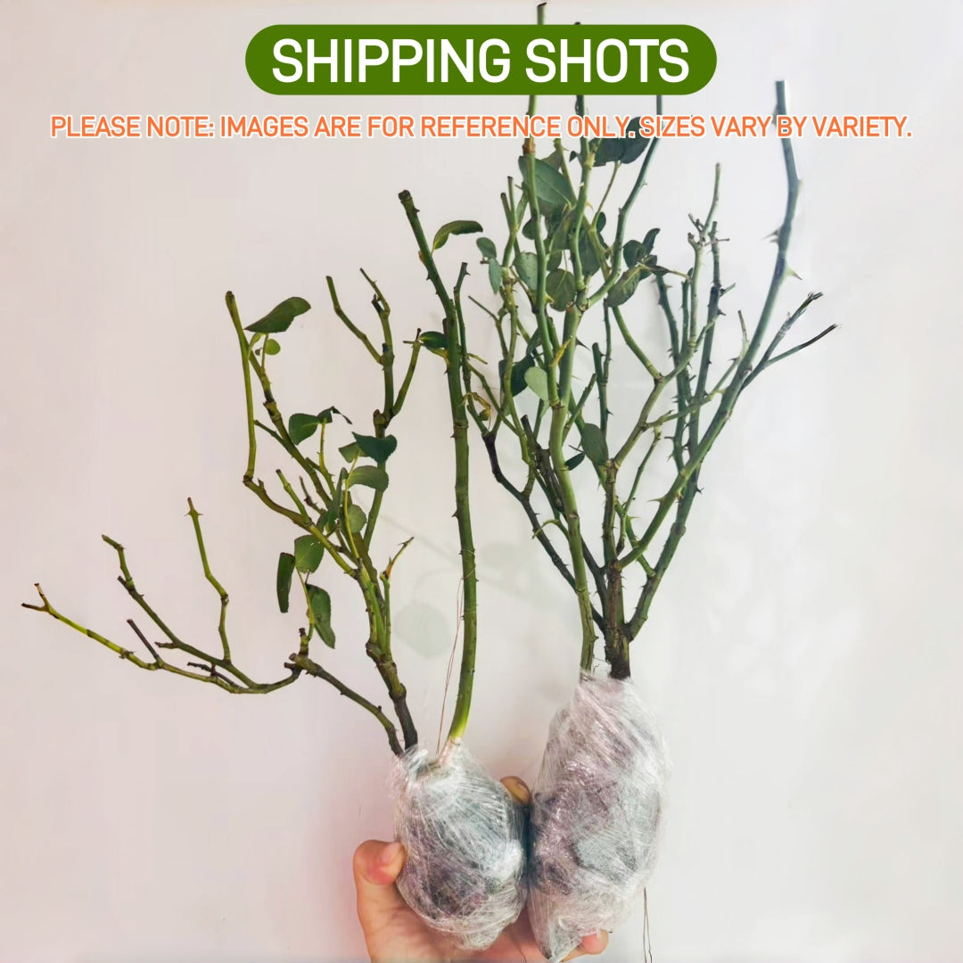 Wanshan Rose-纨扇｜Chinese Shrub Rose