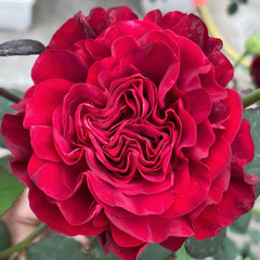 Wanted/Hearts Rose