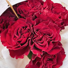 Wanted/Hearts Rose