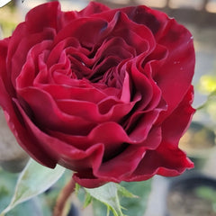 Wanted/Hearts Rose