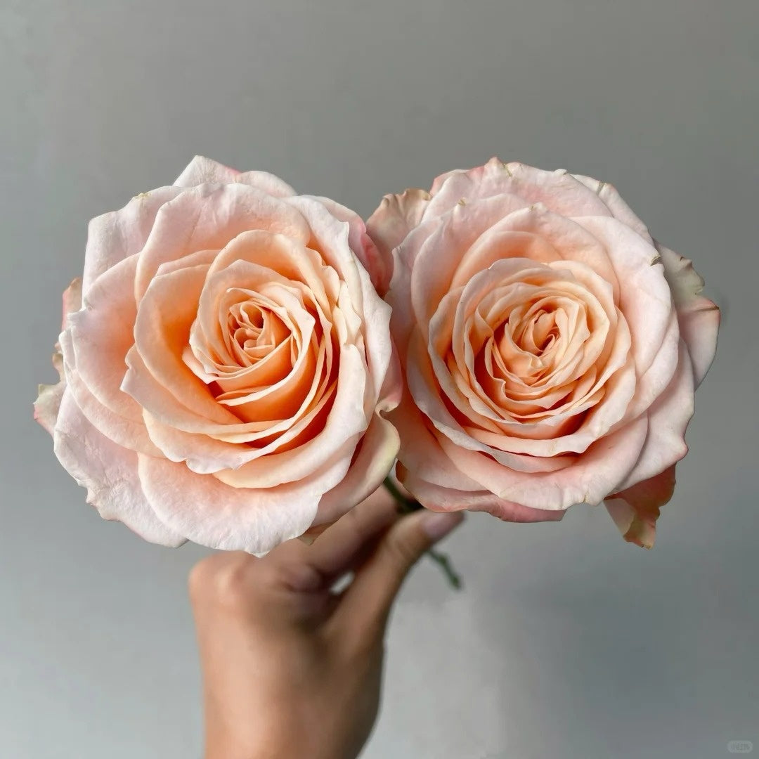 Warm Cream Puff Rose