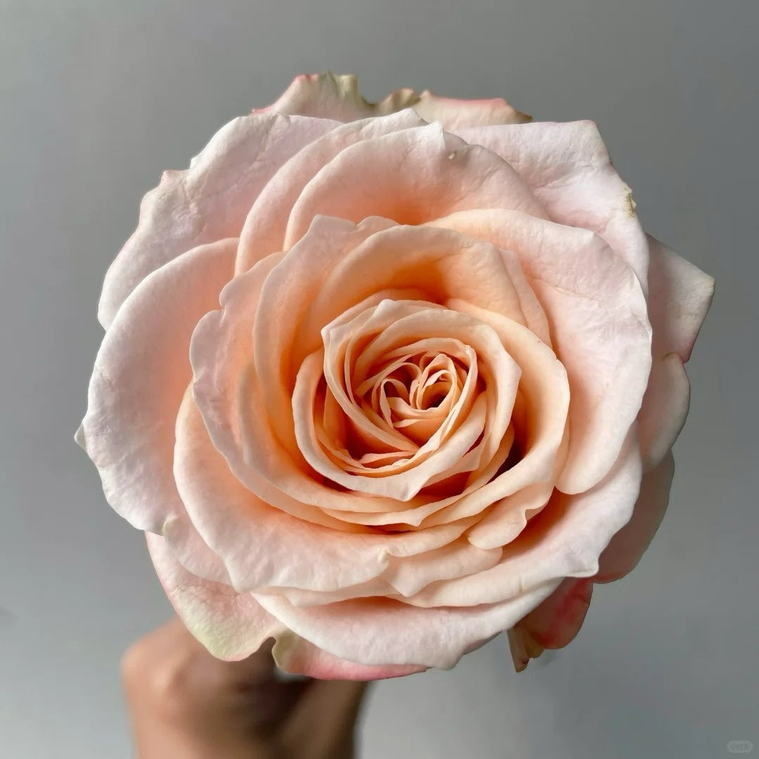 Warm Cream Puff Rose