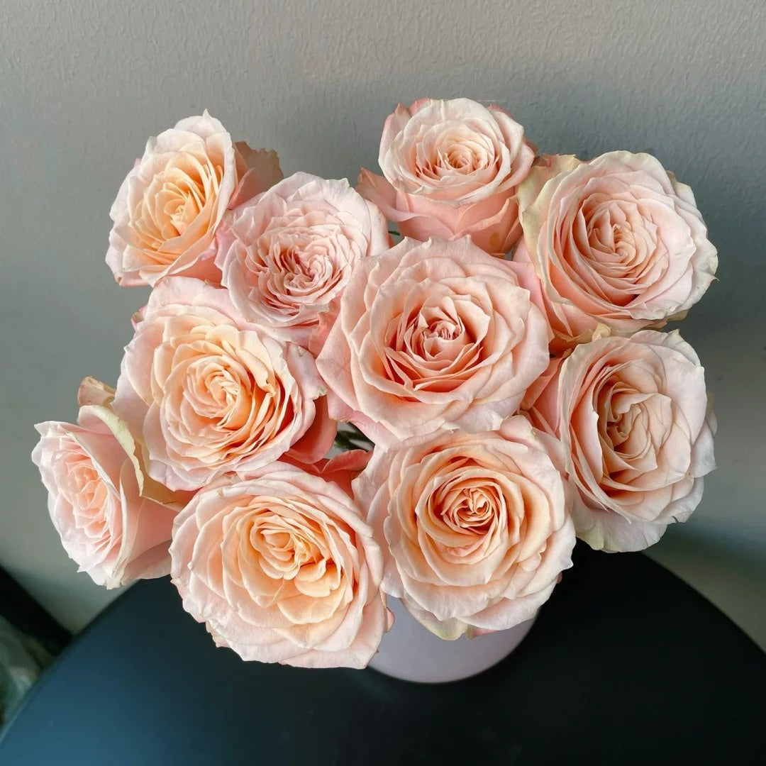 Warm Cream Puff Rose