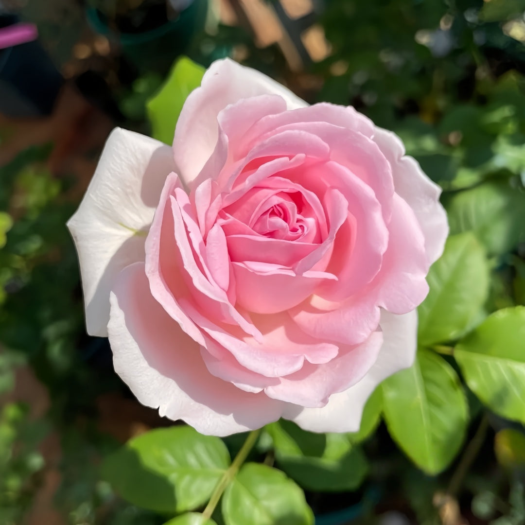 Wedding Box Rose