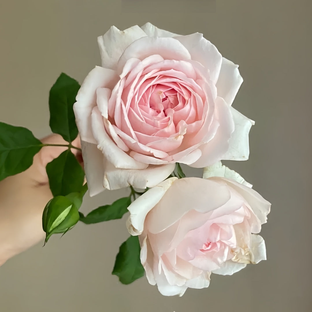 Wedding Box Rose
