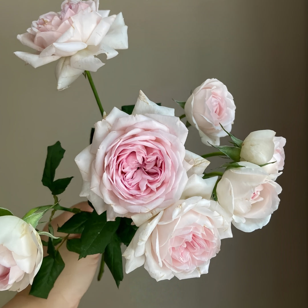 Wedding Box Rose