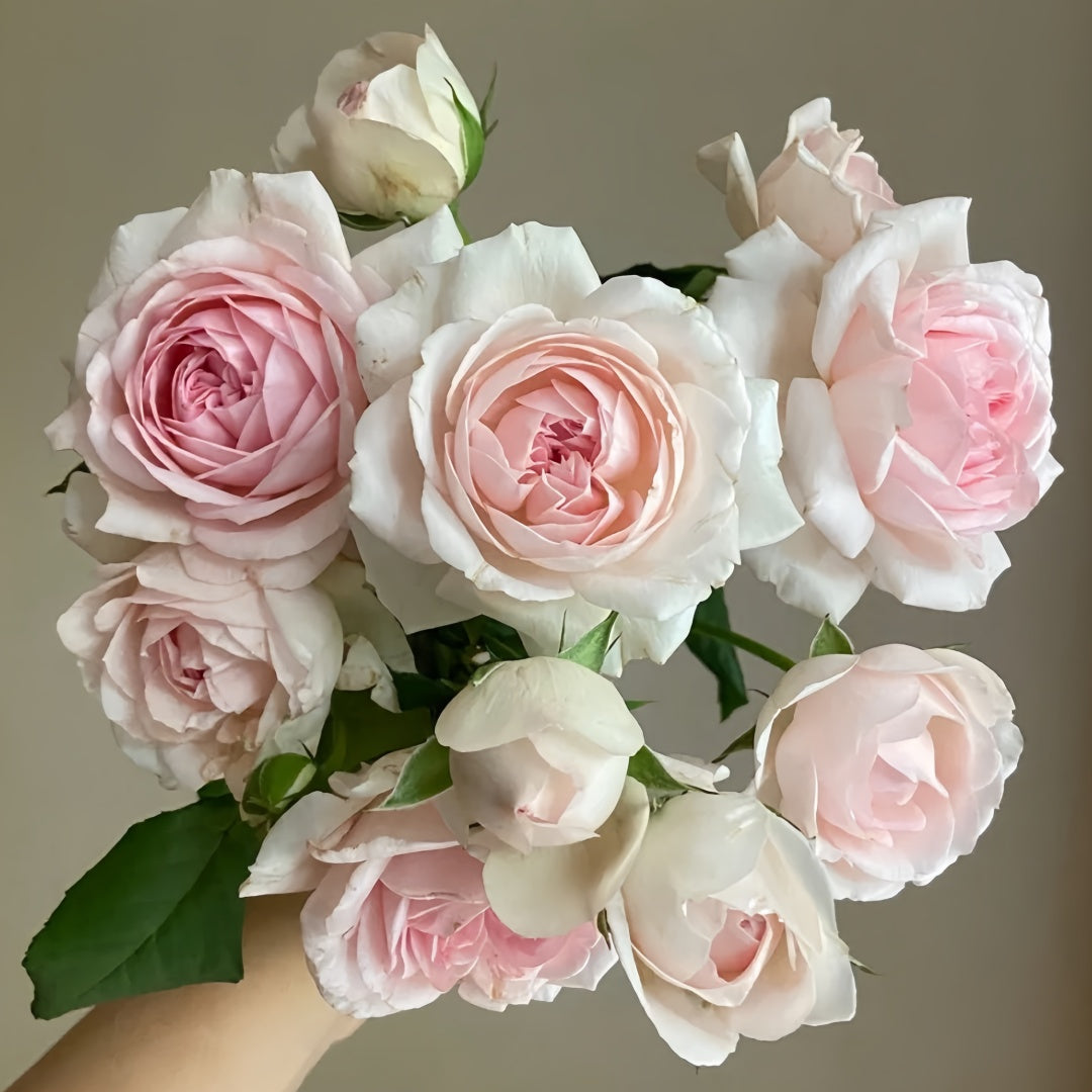 Wedding Box Rose