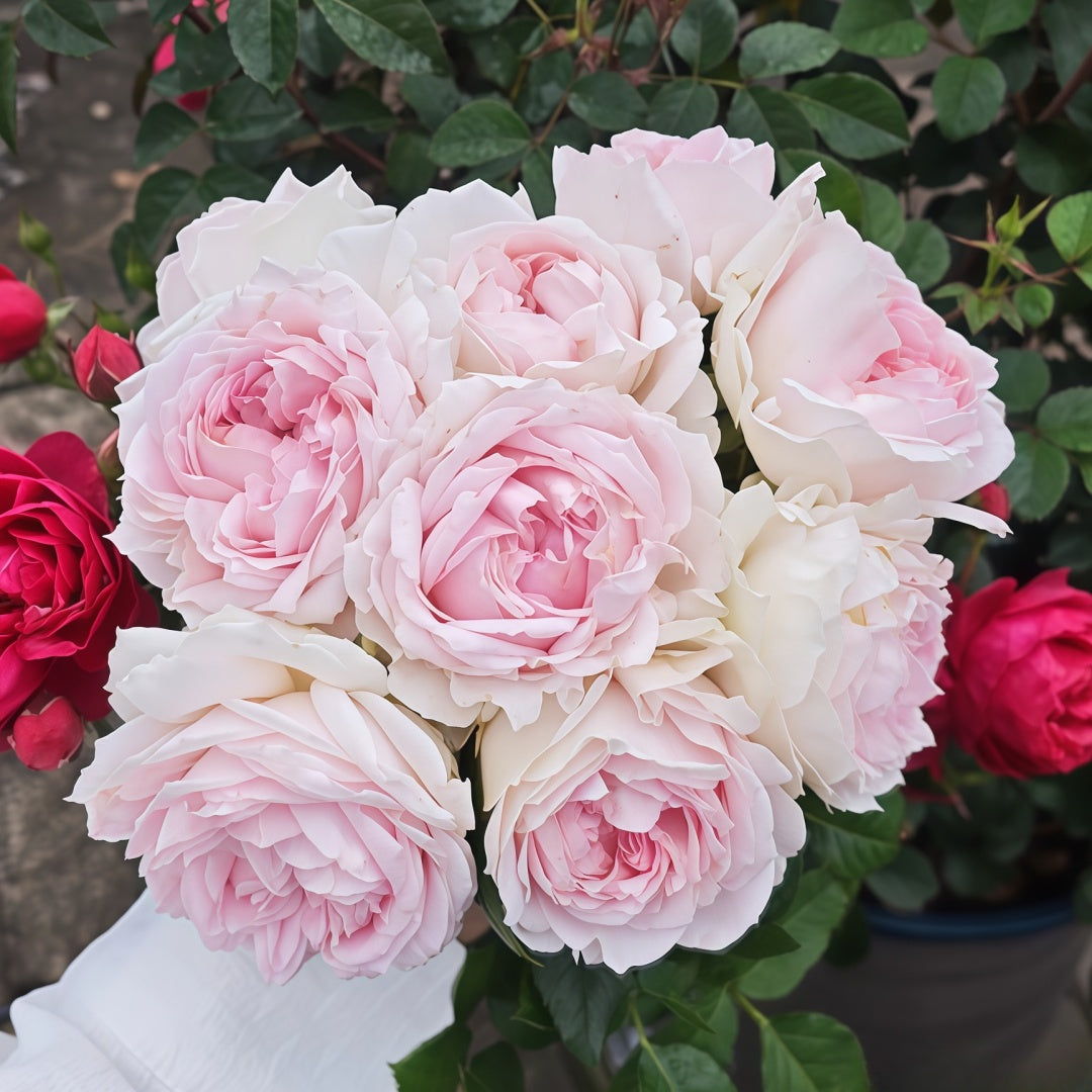 Wedding Box Rose