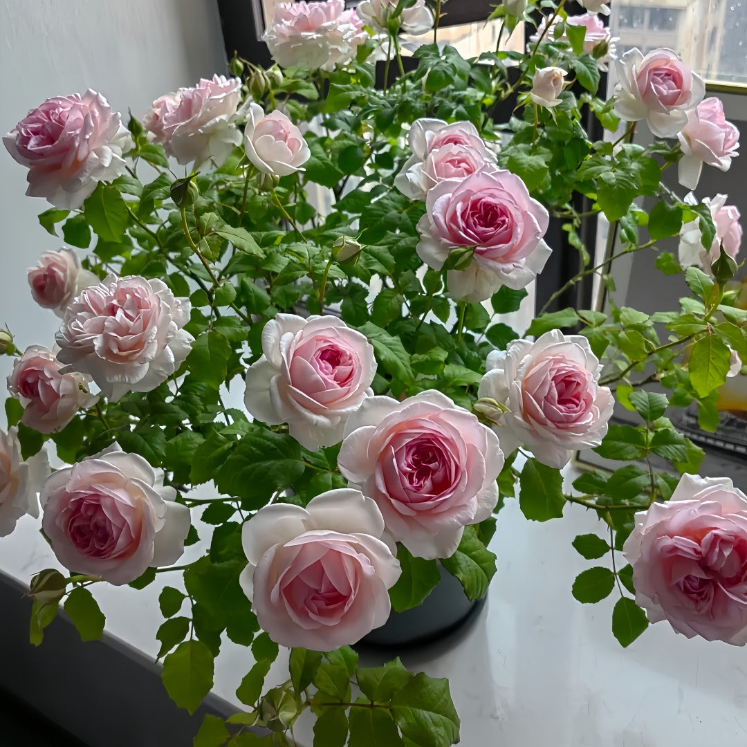 Wedding Box Rose