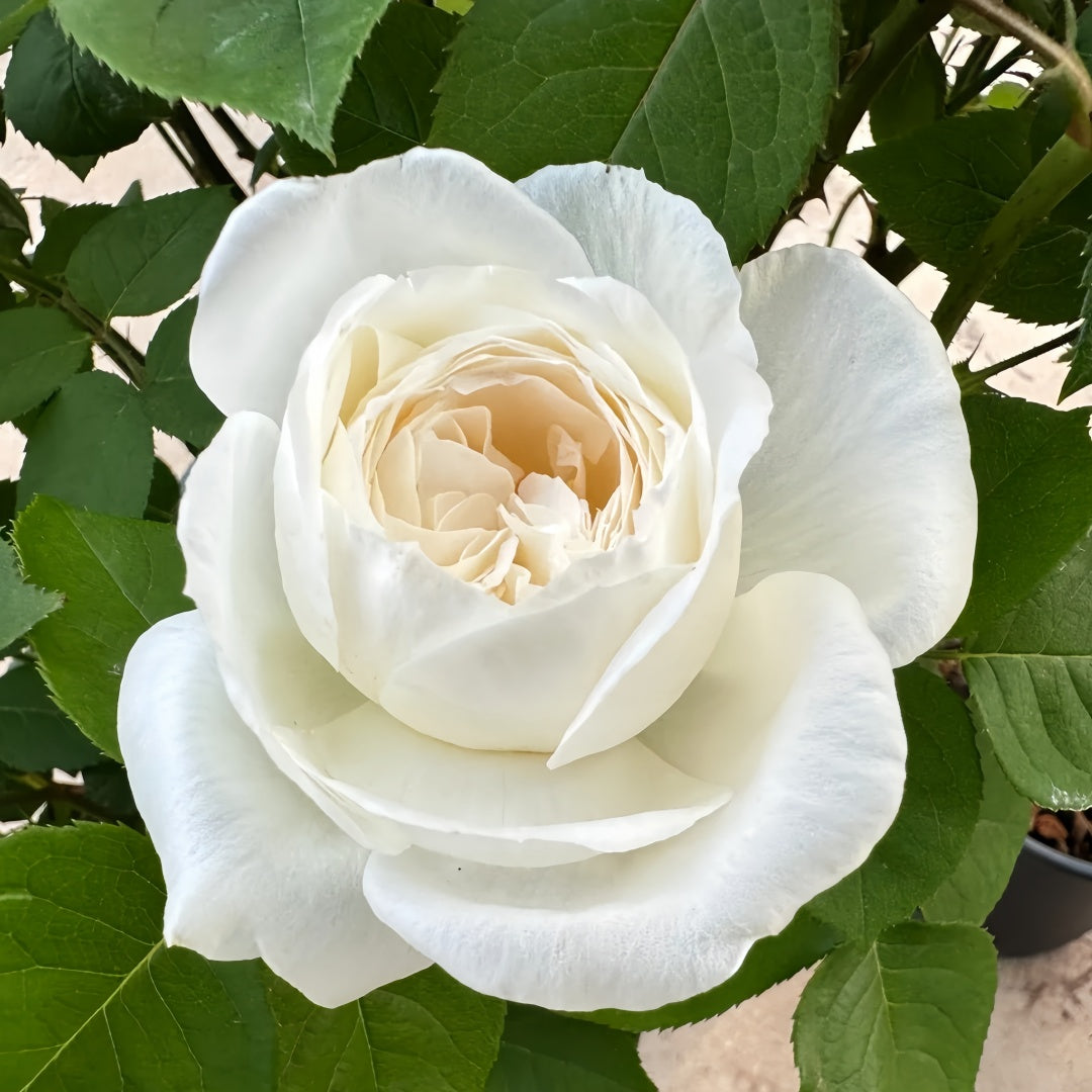 その他 Rose marry Products – Page 11 – SpringlandFlowers