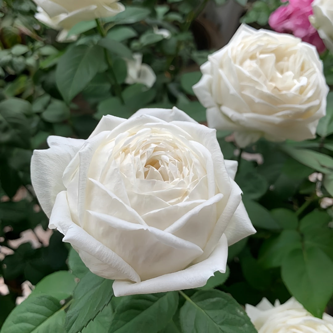 Wedding Road Rose-婚礼之路｜Japanese Cut Rose – Ergongzy Roses