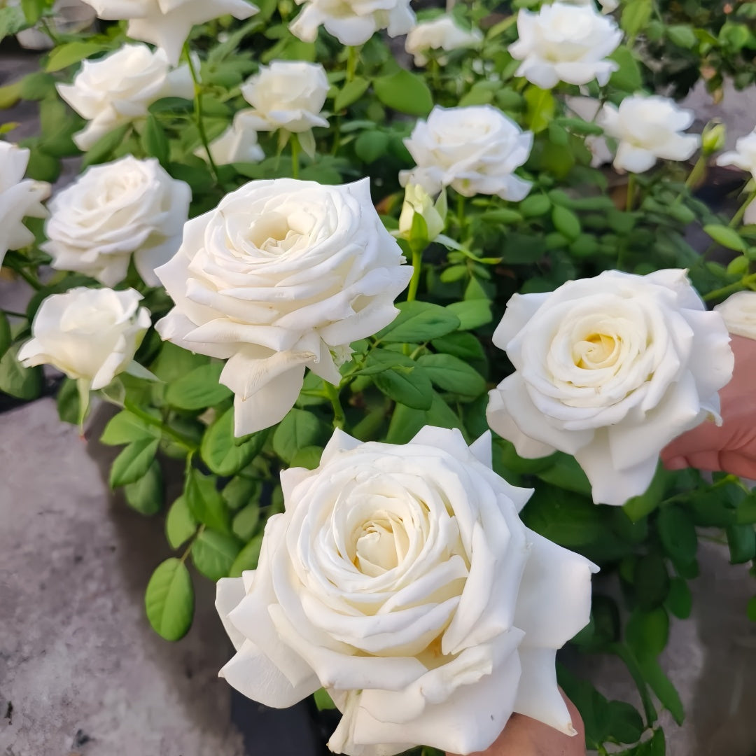 Wedding Road Rose