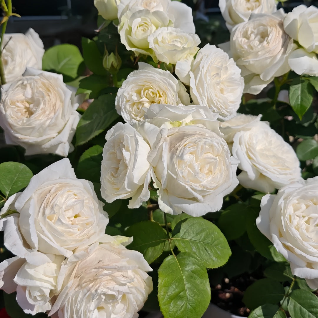 Wedding Road Rose