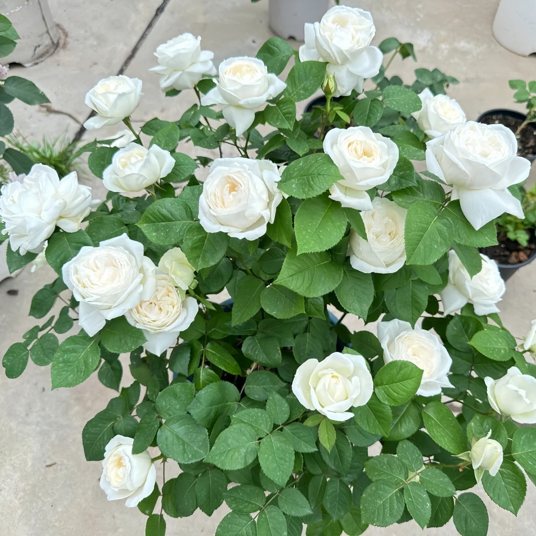 その他 Rose marry SPJ077，La Marié 河本新娘/新婚, Japanese Floribunda Rose