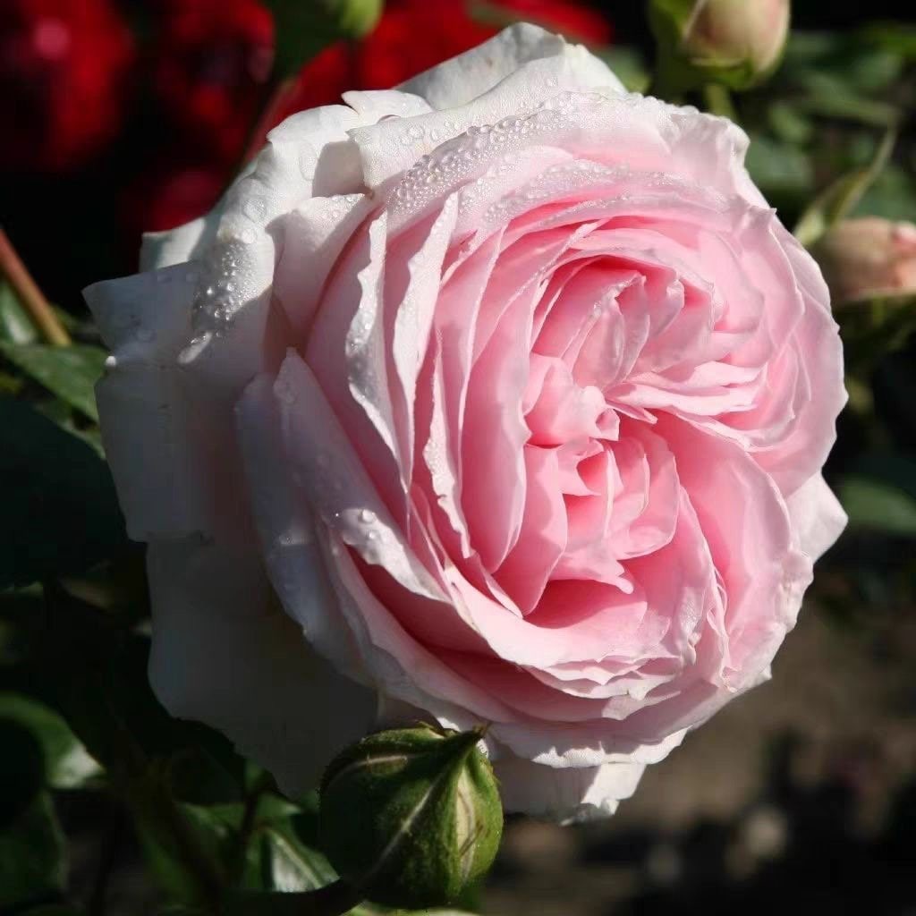 Wellenspiel Rose