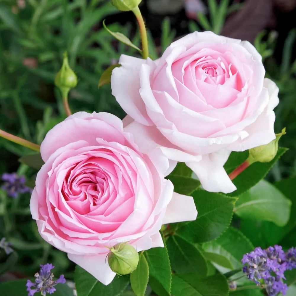 ☆ROSE☆ Ultimate Elegance™ Long Stem Pink Roses | 1800Flowers.com