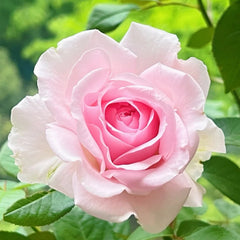 Wellenspiel Rose