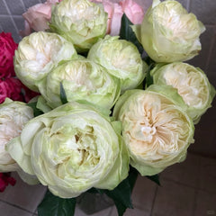 White Kahala Rose