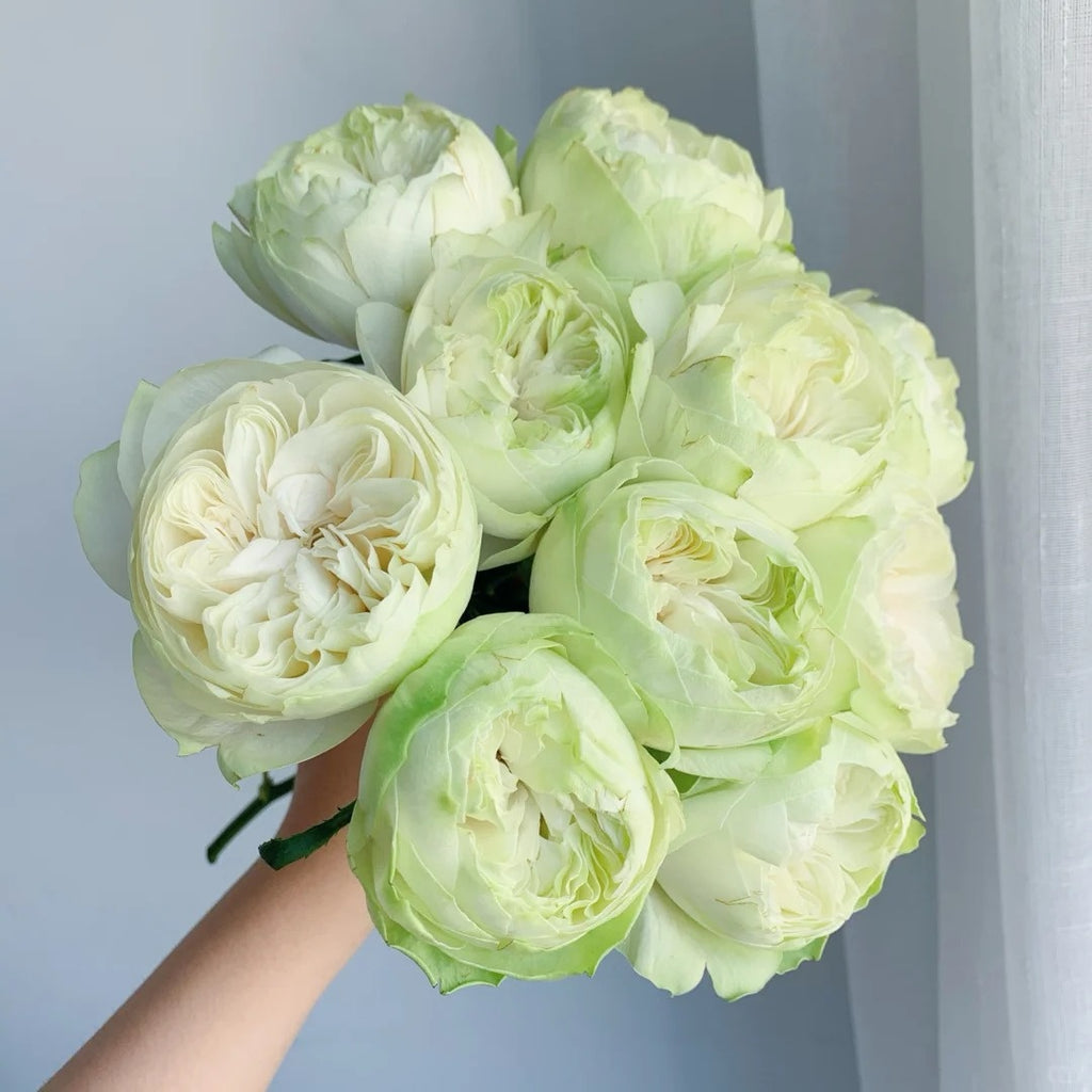 White Kahala Rose-白卡哈拉｜Ecuador Cut Rose – Ergongzy Roses