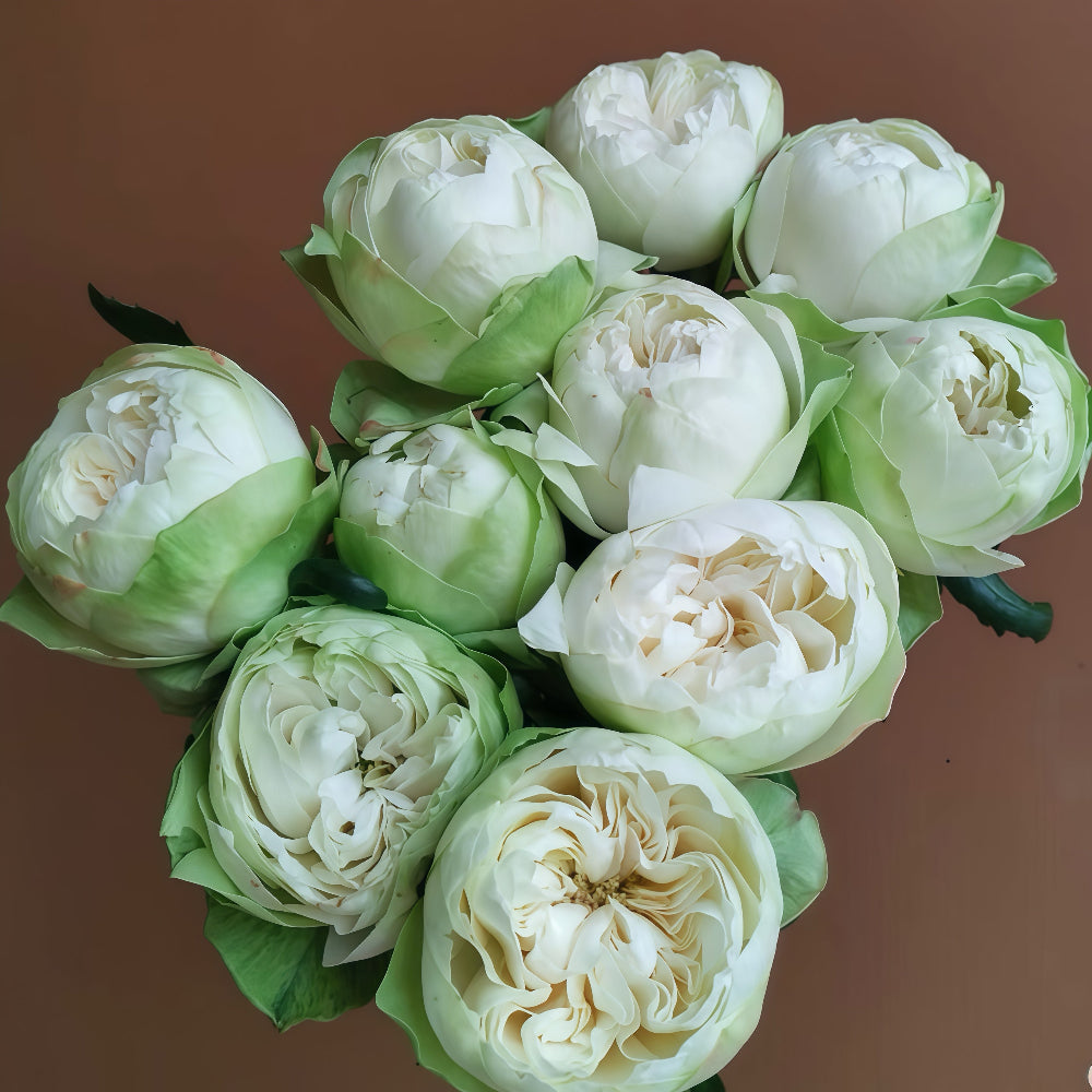 White Kahala Rose